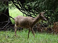 FAUNE 4 (13).JPG